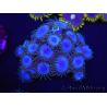 WYSIWYG Zoanthus Nebula 16R11