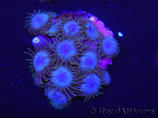 WYSIWYG Zoanthus Nebula 16Q11