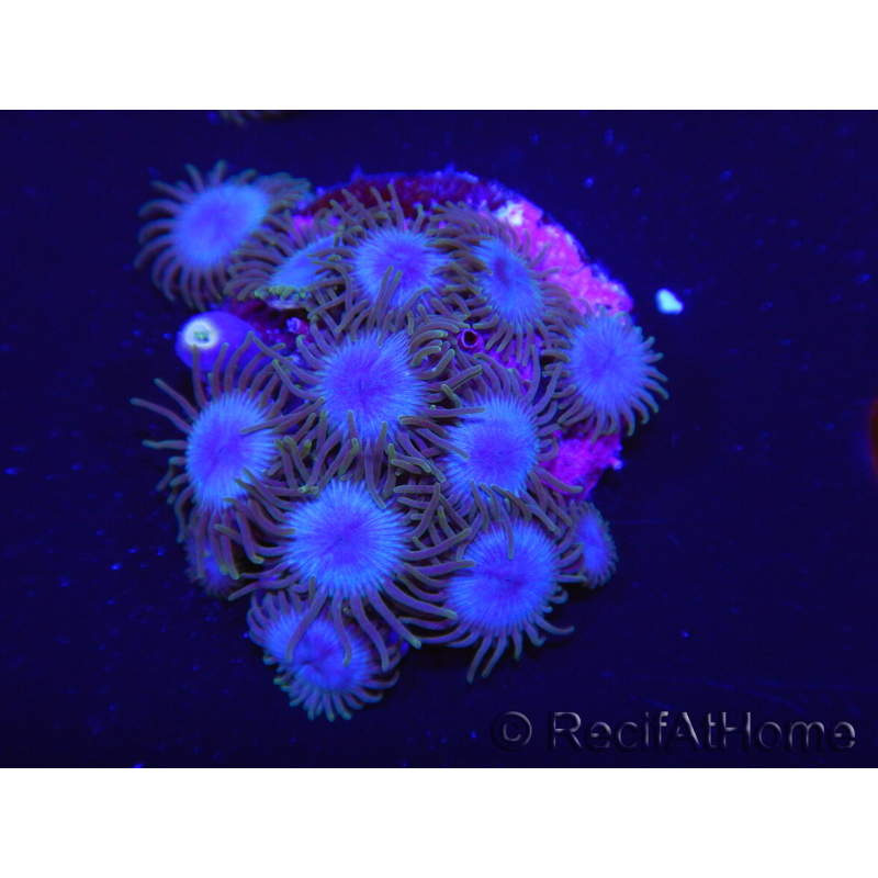 WYSIWYG Zoanthus Nebula 16Q11