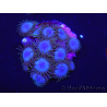 WYSIWYG - RAH Zoanthus Alpha Blue 2S11