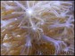 Plexaurella gorgone symbiotique S