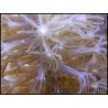 Plexaurella gorgone symbiotique S
