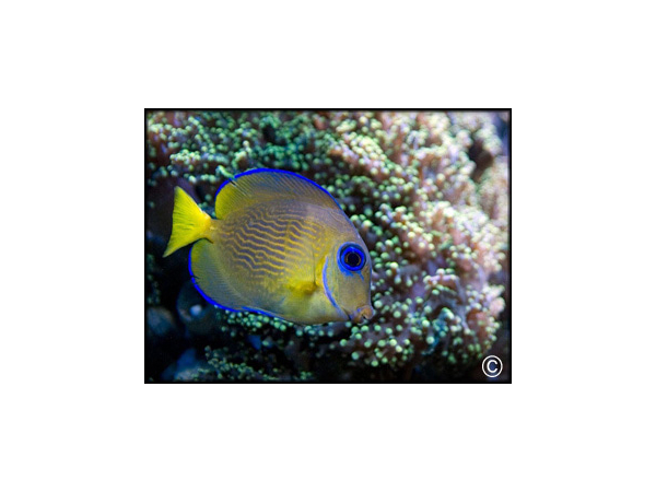 Acanthurus coeruleus juvénile