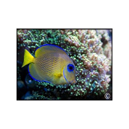 Acanthurus coeruleus juvénile
