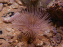 Gusano pluma de chocolate Sabellastarte