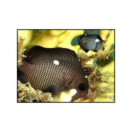 Dascyllus trimaculatus