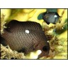 Dascyllus trimaculatus