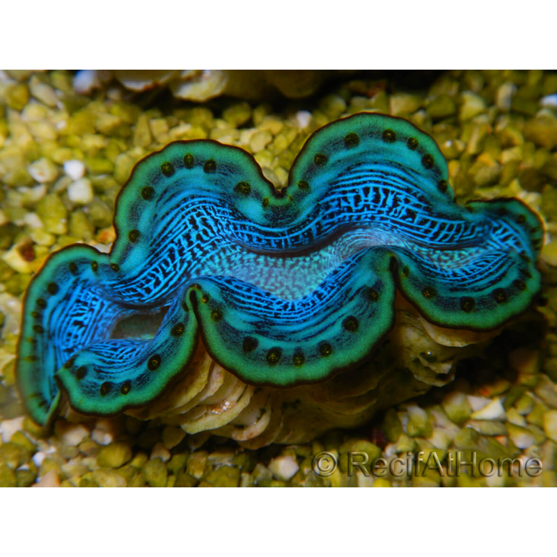 WYSIWYG Tridacna maxima D2
