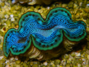 WYSIWYG Tridacna maxima Bénitiers D2 (6 cm)