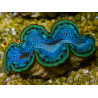 WYSIWYG Tridacna maxima D2
