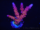 WYSIWYG - Acropora PC Rainbow 5D3