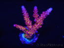 WYSIWYG - Acropora PC Rainbow 5D3