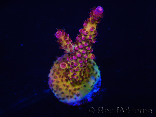 WYSIWYG - Acropora PC Rainbow 5D4