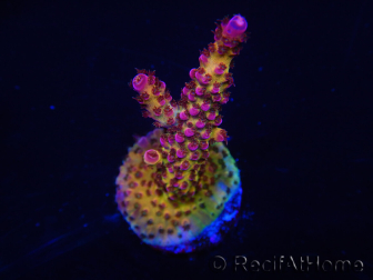 WYSIWYG - Acropora PC Rainbow 5D4