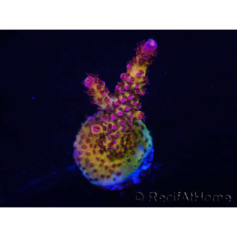 WYSIWYG - Acropora PC Rainbow 5D4
