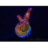 WYSIWYG - Acropora PC Rainbow 5D4