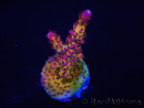 WYSIWYG - Acropora PC Rainbow 5D4
