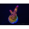 WYSIWYG - Acropora PC Rainbow 5D4