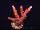 WYSIWYG - Acropora PC Rainbow 5D3
