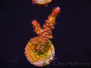 WYSIWYG - Acropora PC Rainbow 5D4