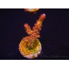 WYSIWYG - Acropora PC Rainbow 5D4