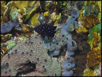 Microspathodon chrysurus