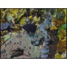 Microspathodon chrysurus