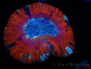 WYSIWYG Trachyphyllia geoffroyi A5 (5 cm)