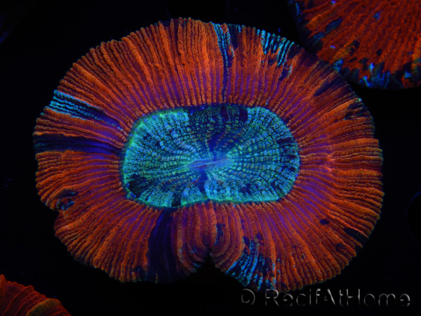 WYSIWYG Trachyphyllia geoffroyi A6 (4,5 cm)