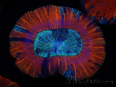 WYSIWYG Trachyphyllia geoffroyi A6 (4,5 cm)