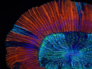 WYSIWYG Trachyphyllia geoffroyi A6 (4,5 cm)