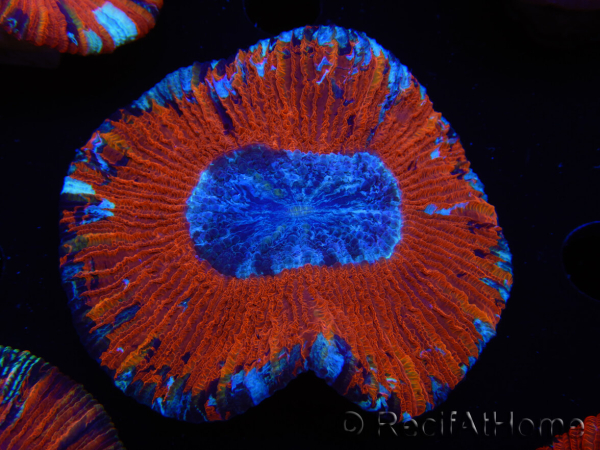 WYSIWYG Trachyphyllia geoffroyi B1 (5 cm)