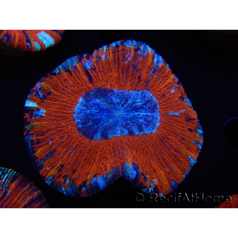 WYSIWYG Trachyphyllia geoffroyi B1 (5 cm)