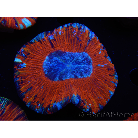 WYSIWYG Trachyphyllia geoffroyi B1 (5 cm)