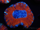 WYSIWYG Trachyphyllia geoffroyi B1 (5 cm)