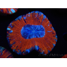 WYSIWYG Trachyphyllia geoffroyi B1 (5 cm)