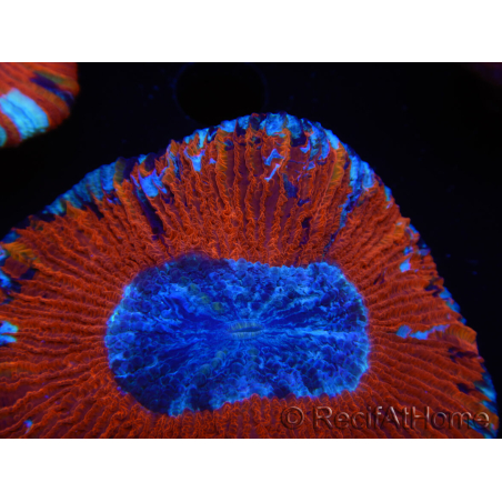 WYSIWYG Trachyphyllia geoffroyi B1 (5 cm)