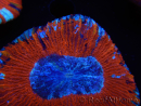 WYSIWYG Trachyphyllia geoffroyi B1 (5 cm)