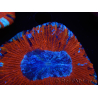 WYSIWYG Trachyphyllia geoffroyi B1 (5 cm)