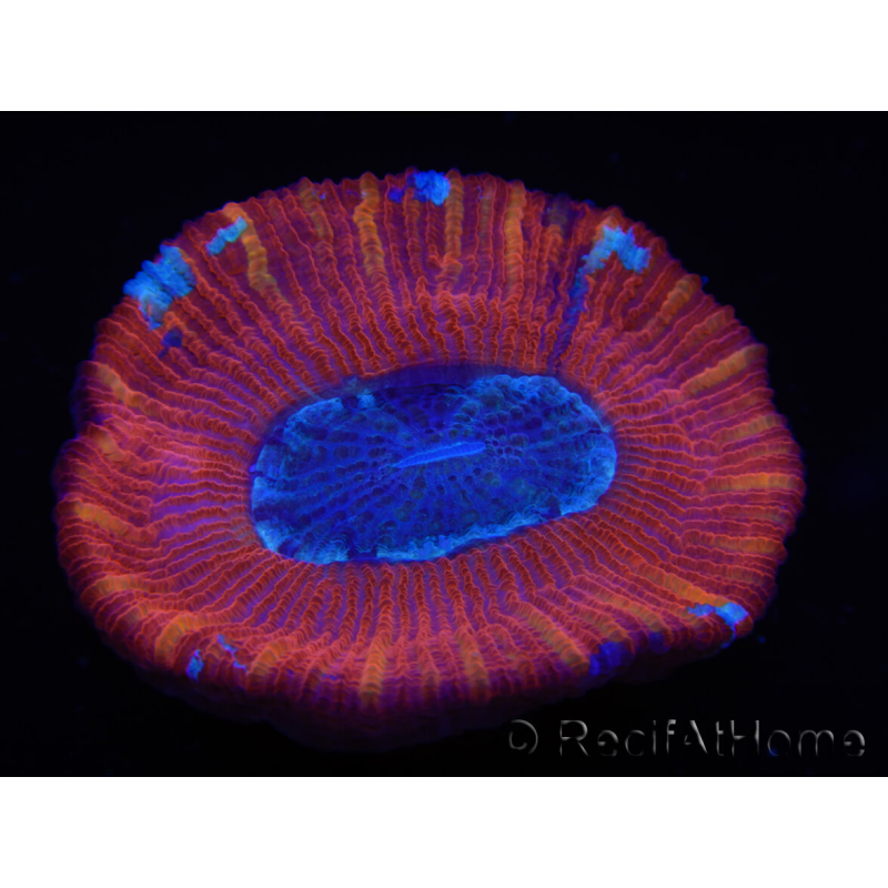 WYSIWYG Trachyphyllia geoffroyi B2 (Esqueleto 6 cm/ Abierto 4.5 cm)