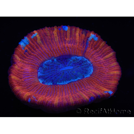 WYSIWYG Trachyphyllia geoffroyi B2 (Esqueleto 6 cm/ Abierto 4.5 cm)