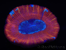 WYSIWYG Trachyphyllia geoffroyi B2 (Esqueleto 6 cm/ Abierto 4.5 cm)