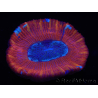 WYSIWYG Trachyphyllia geoffroyi B2 (Skelett 6 cm/ Offen 4,5 cm)