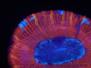 WYSIWYG Trachyphyllia geoffroyi B2 (Scheletro 6 cm/ Aperto 4,5 cm)