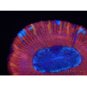WYSIWYG Trachyphyllia geoffroyi B2 (Scheletro 6 cm/ Aperto 4,5 cm)