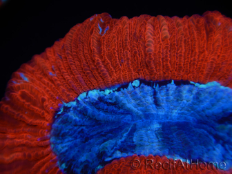 WYSIWYG Trachyphyllia geoffroyi B3 (6 cm)