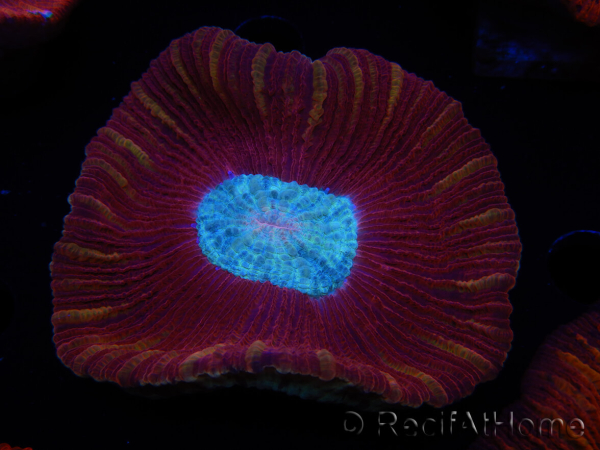 WYSIWYG Trachyphyllia geoffroyi B4 (Esqueleto 6.5 cm/ Abierto 8 cm)