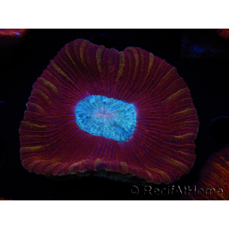 WYSIWYG Trachyphyllia geoffroyi B4 (Skelett 6.5 cm/ Geöffnet 8 cm)