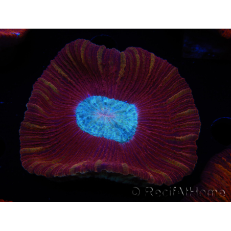 WYSIWYG Trachyphyllia geoffroyi B4 (Scheletro 6,5 cm / Aperto 8 cm)