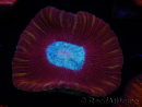 WYSIWYG Trachyphyllia geoffroyi B4 (Skelett 6.5 cm/ Geöffnet 8 cm)